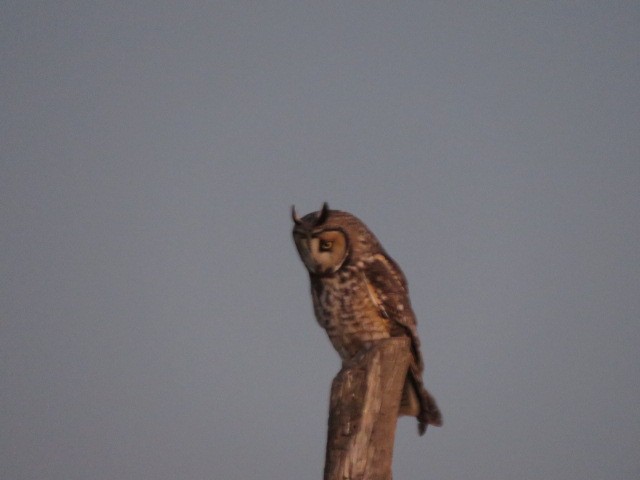 Long-eared Owl - ML620091698