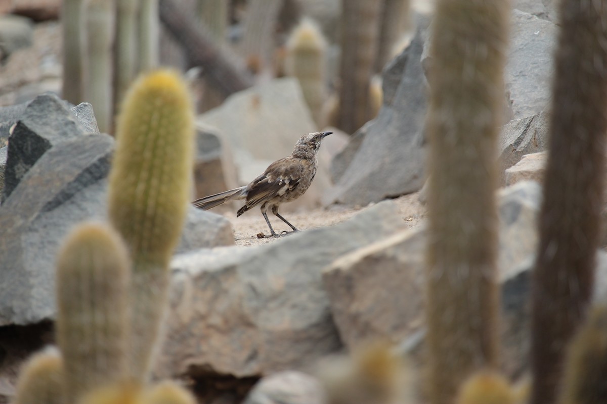 Long-tailed Mockingbird - Alejandro Llanes