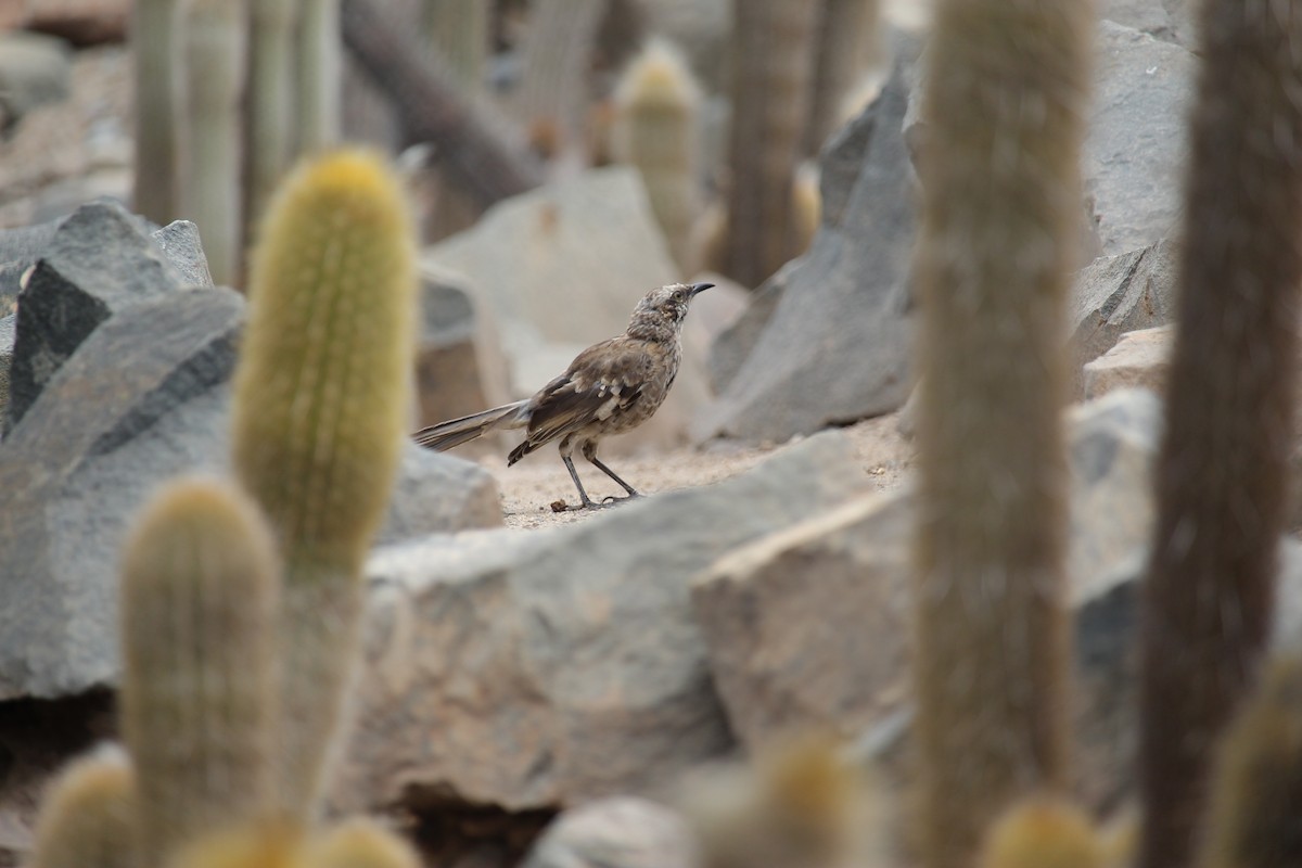 Long-tailed Mockingbird - ML620091701