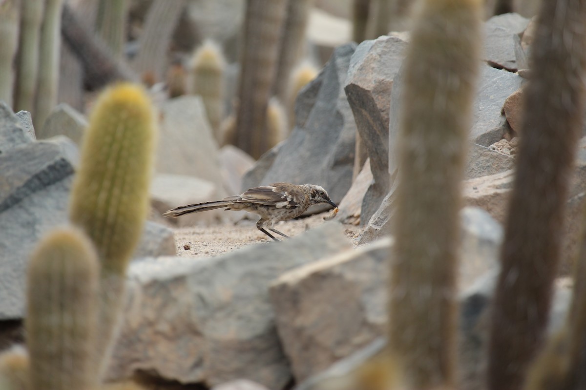 Long-tailed Mockingbird - ML620091702