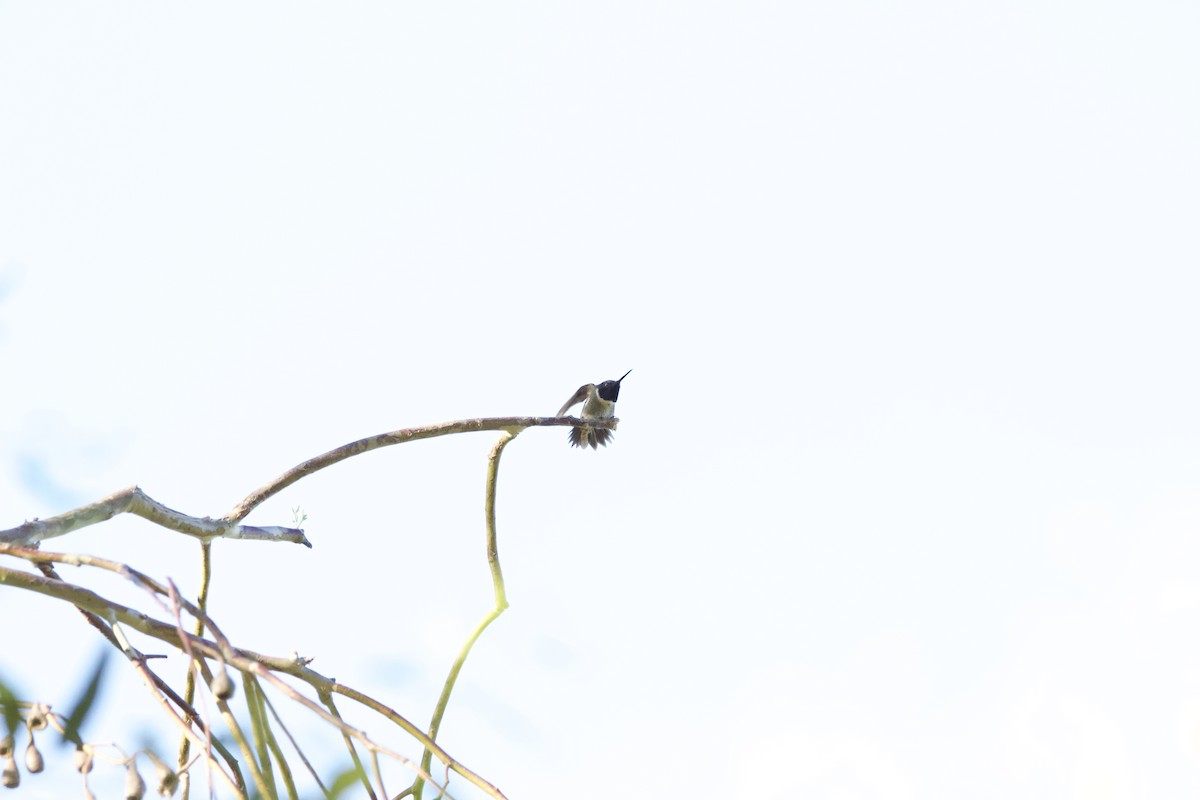 Black-chinned Hummingbird - ML620091707