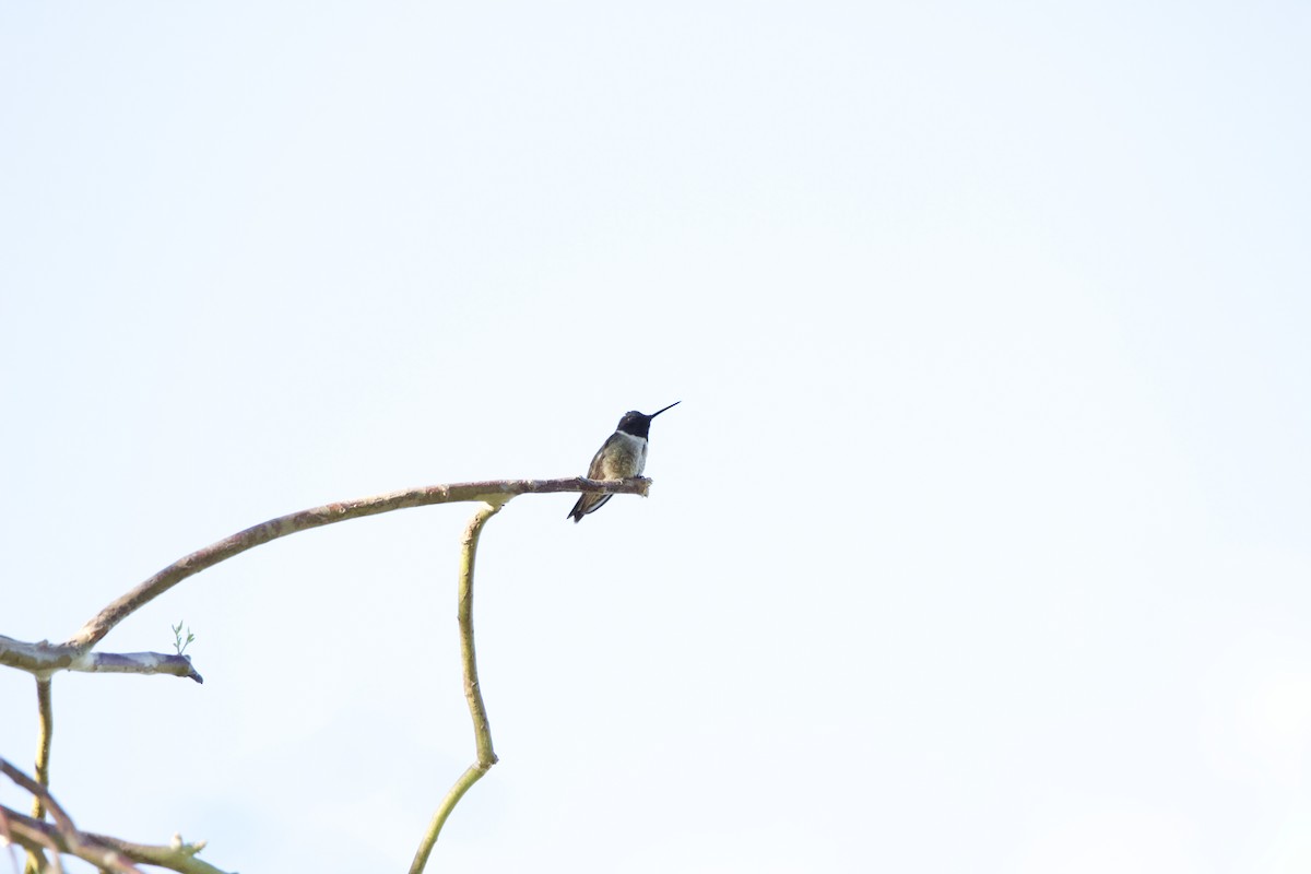 Black-chinned Hummingbird - ML620091708