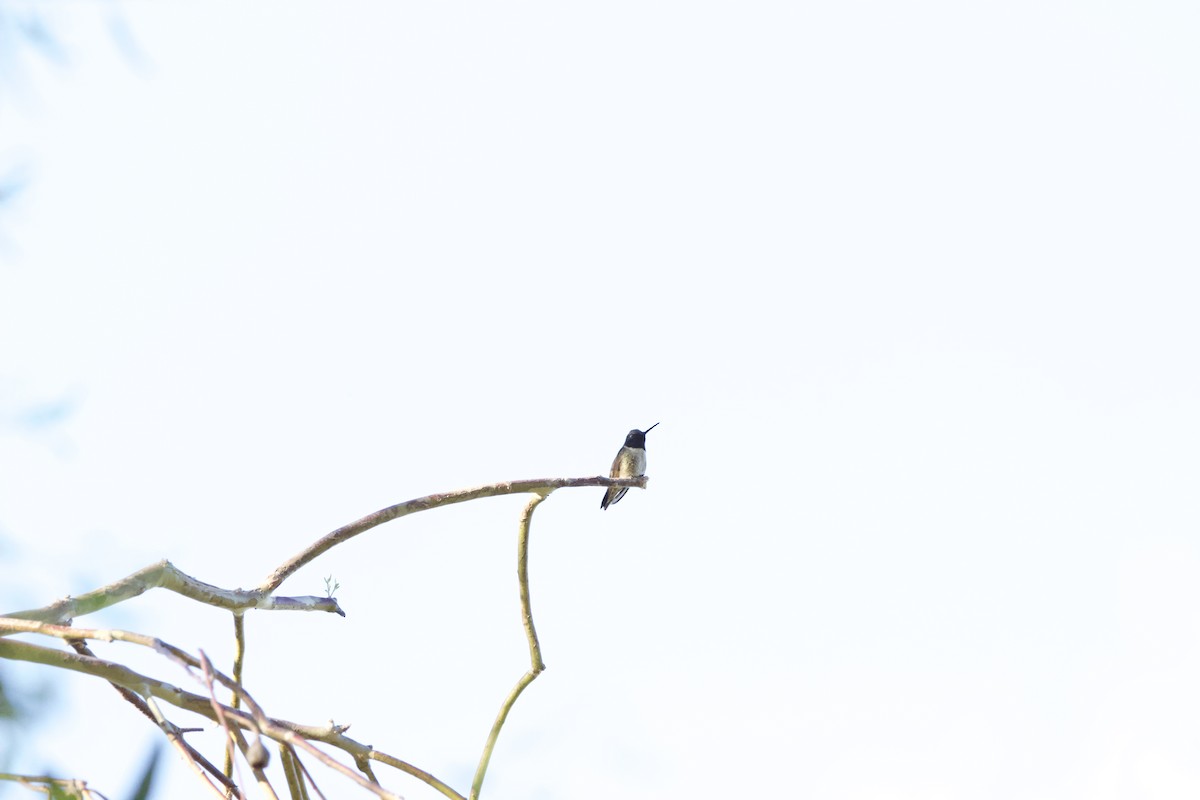 Black-chinned Hummingbird - ML620091709