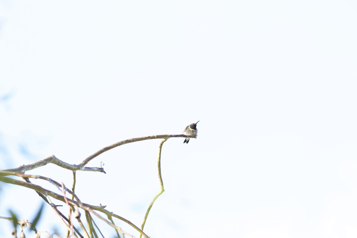 Black-chinned Hummingbird - ML620091710