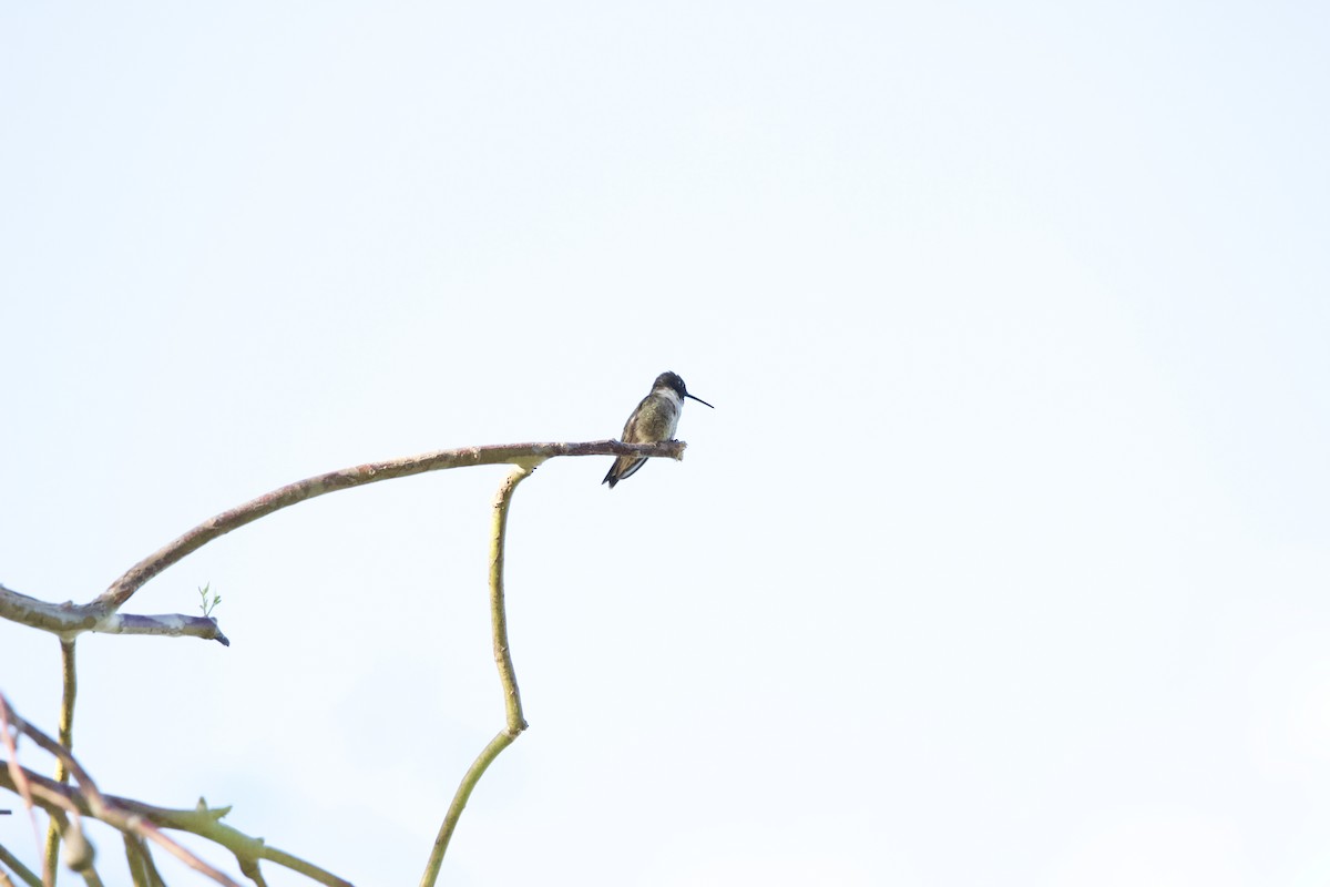 Black-chinned Hummingbird - ML620091711