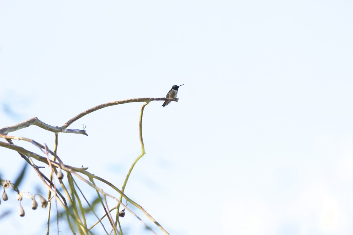 Black-chinned Hummingbird - ML620091712