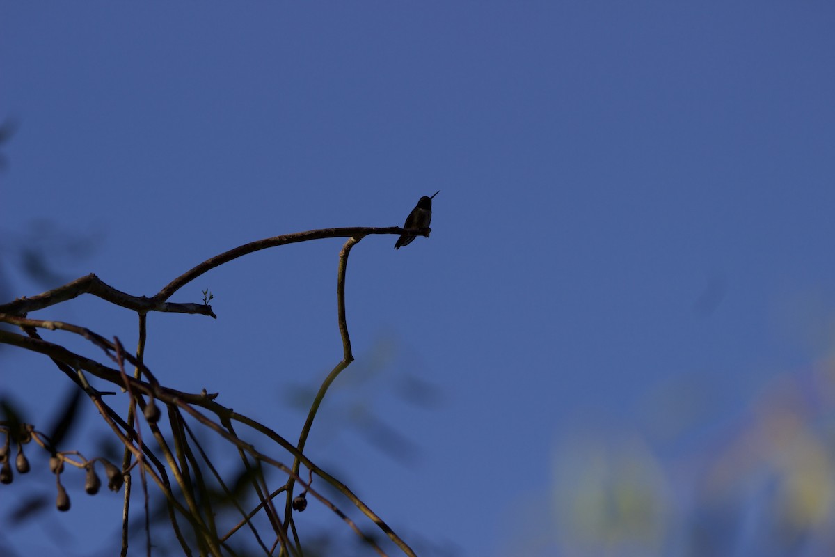 Black-chinned Hummingbird - ML620091713