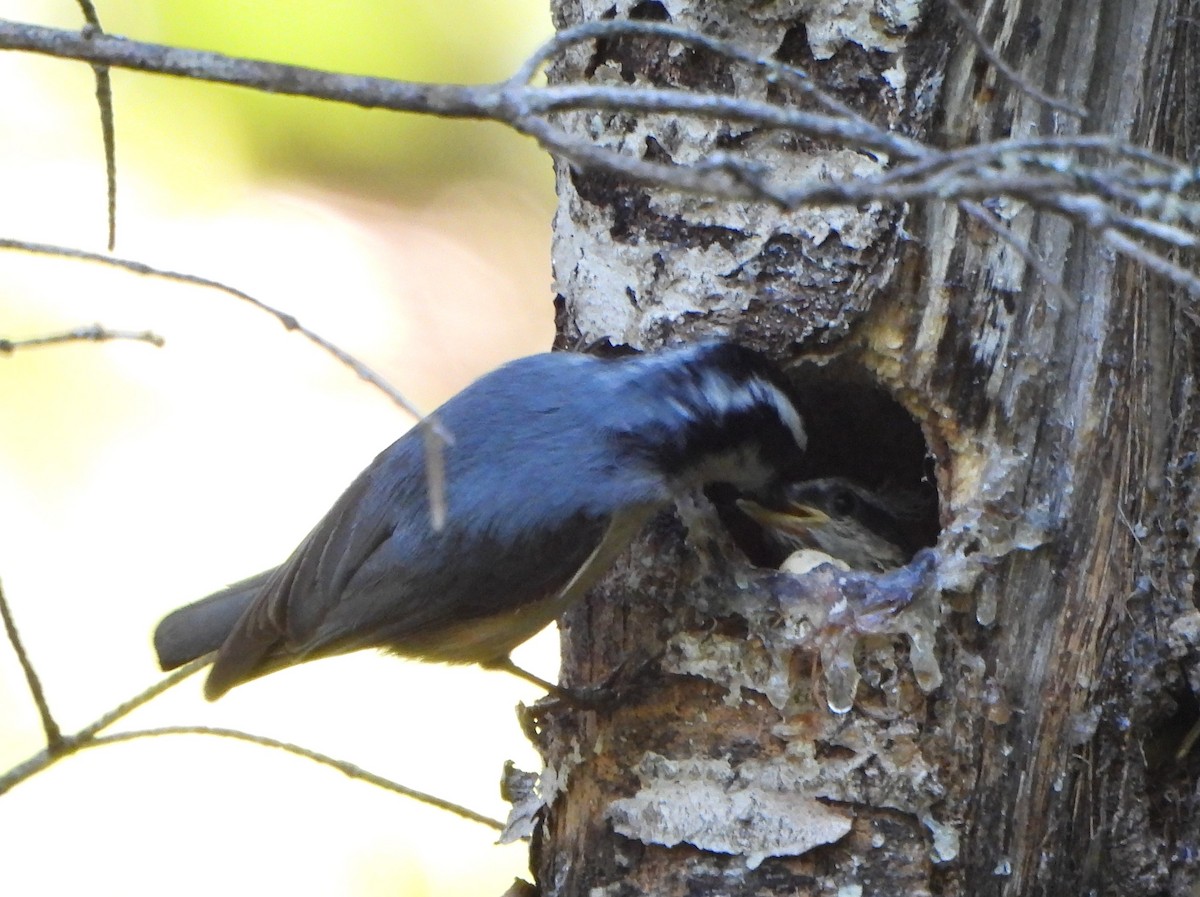 Red-breasted Nuthatch - ML620091728