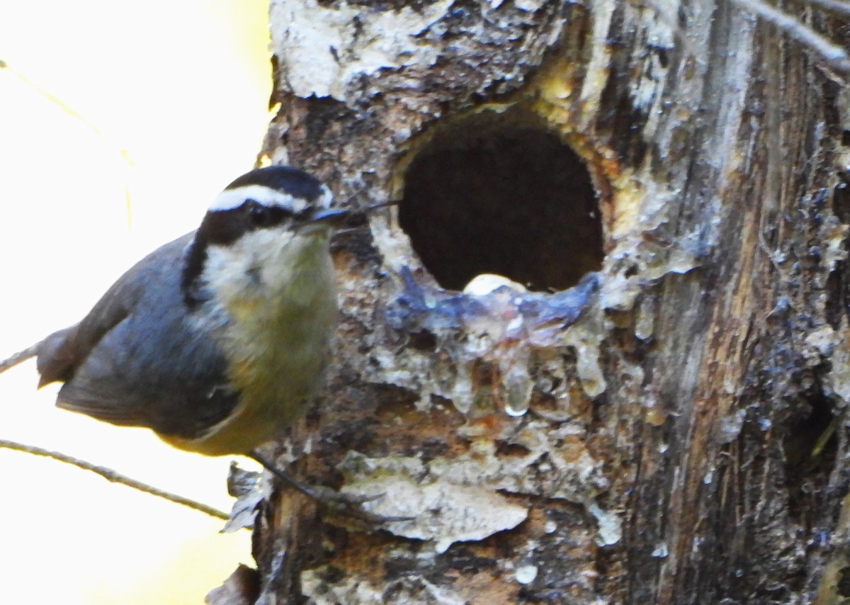 Red-breasted Nuthatch - ML620091729