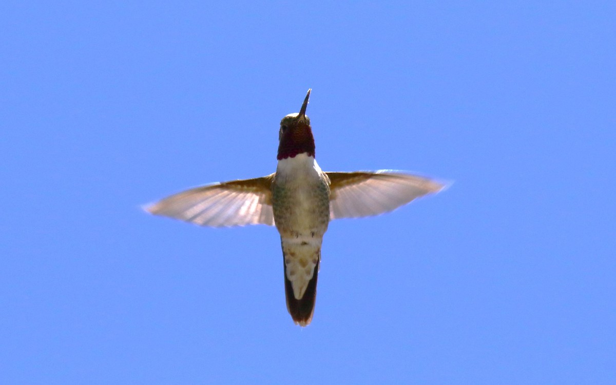 Broad-tailed Hummingbird - ML620091737