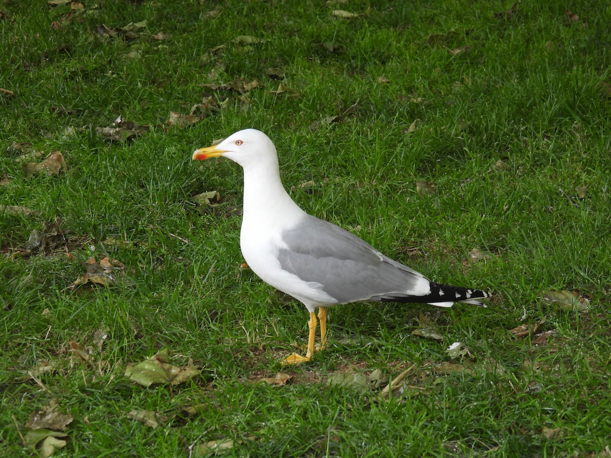Yellow-legged Gull - ML620091739