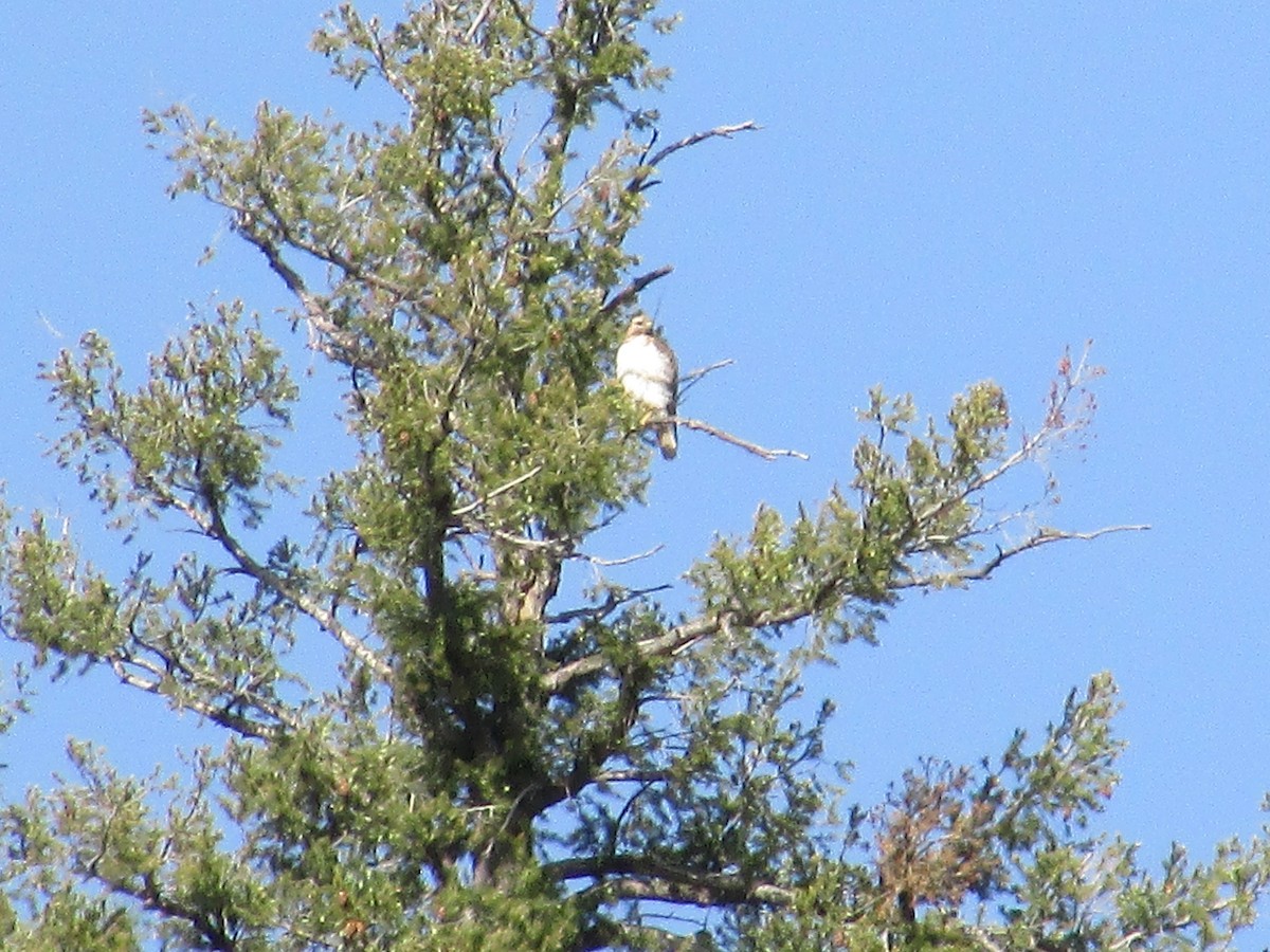 Red-tailed Hawk - ML620091745
