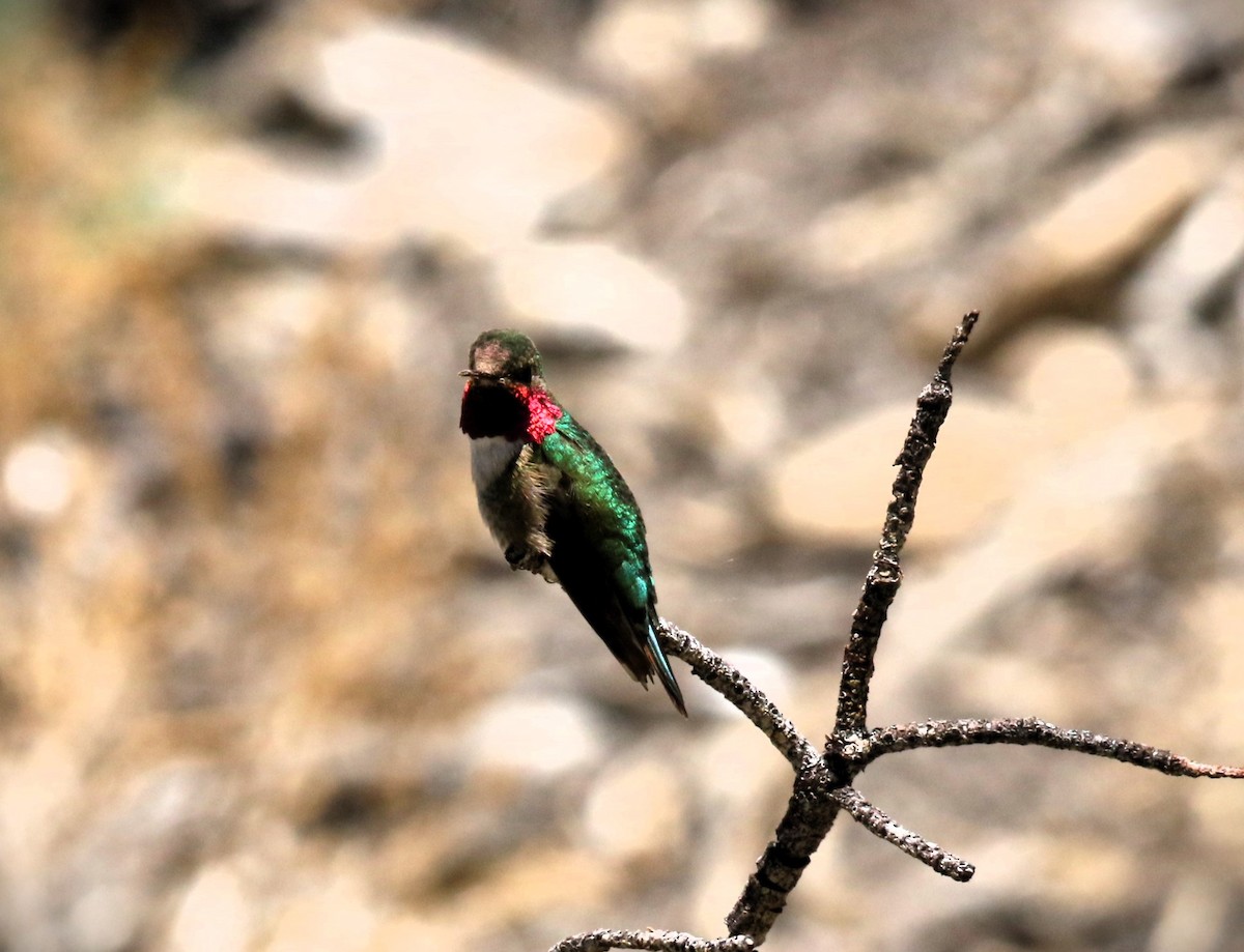 Broad-tailed Hummingbird - ML620091750