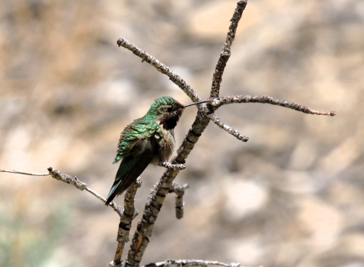 Broad-tailed Hummingbird - ML620091751
