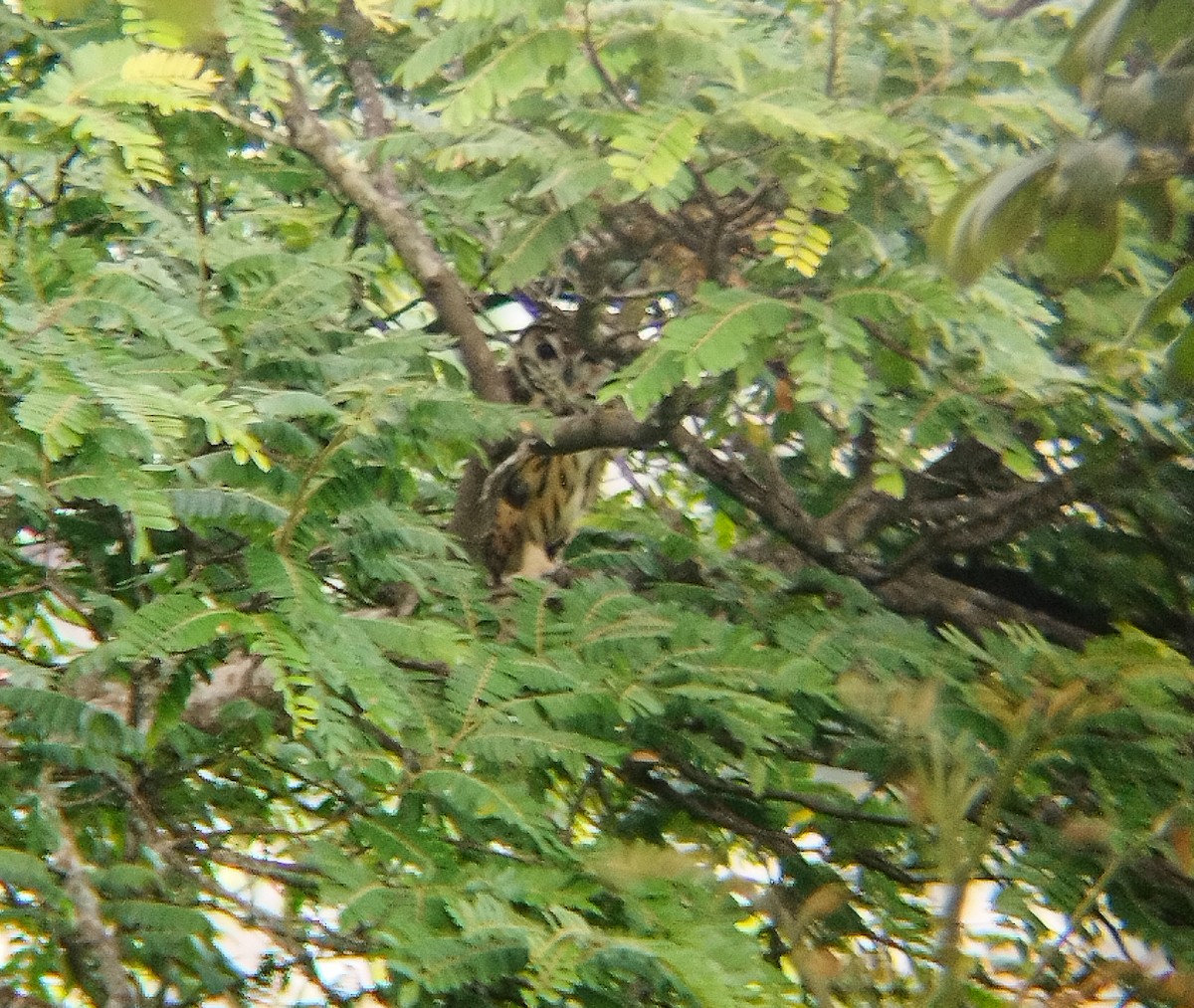 Striped Owl - ML620091770