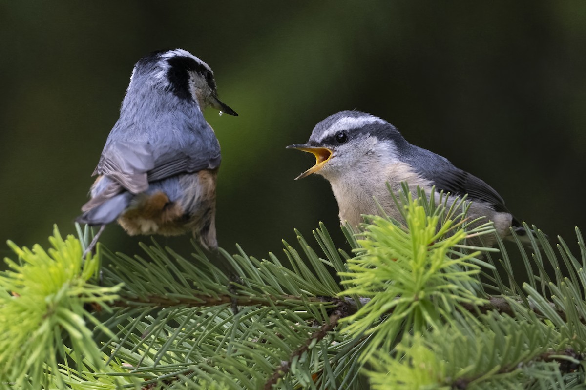 Red-breasted Nuthatch - ML620091787