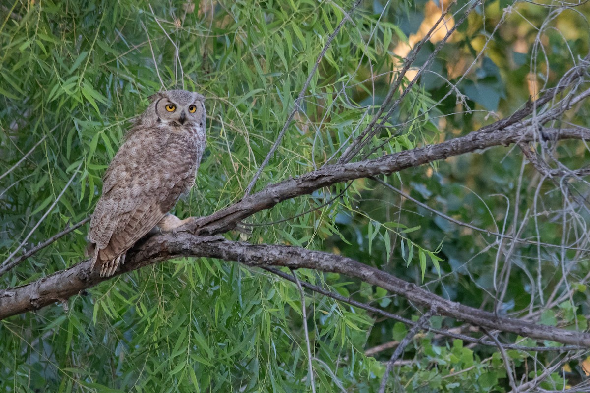 Great Horned Owl - ML620091788