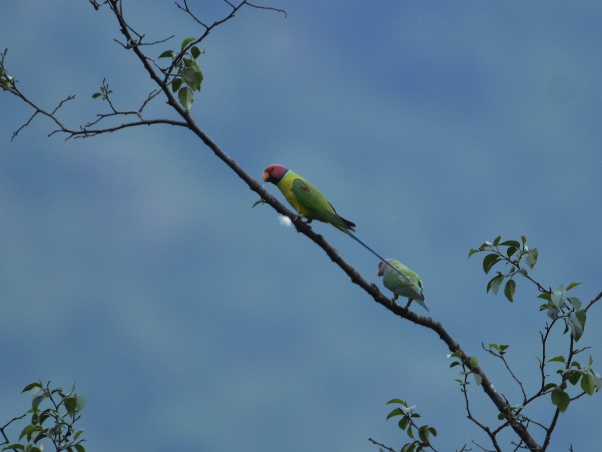 Plum-headed Parakeet - ML620091797