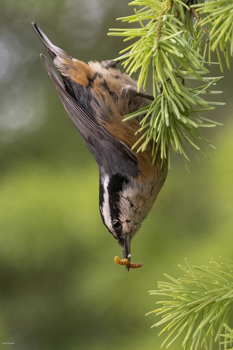 Red-breasted Nuthatch - ML620091799