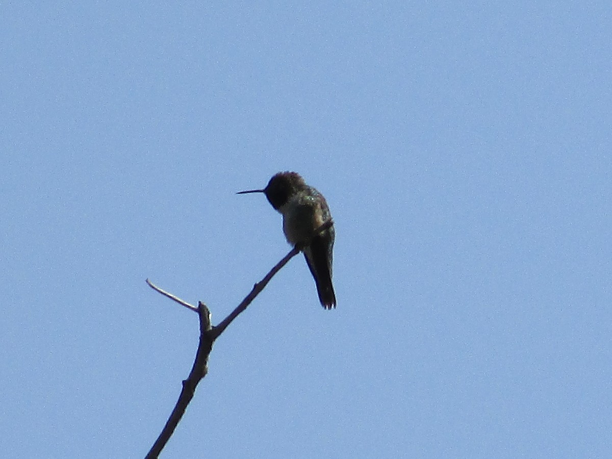 Broad-tailed Hummingbird - ML620091804