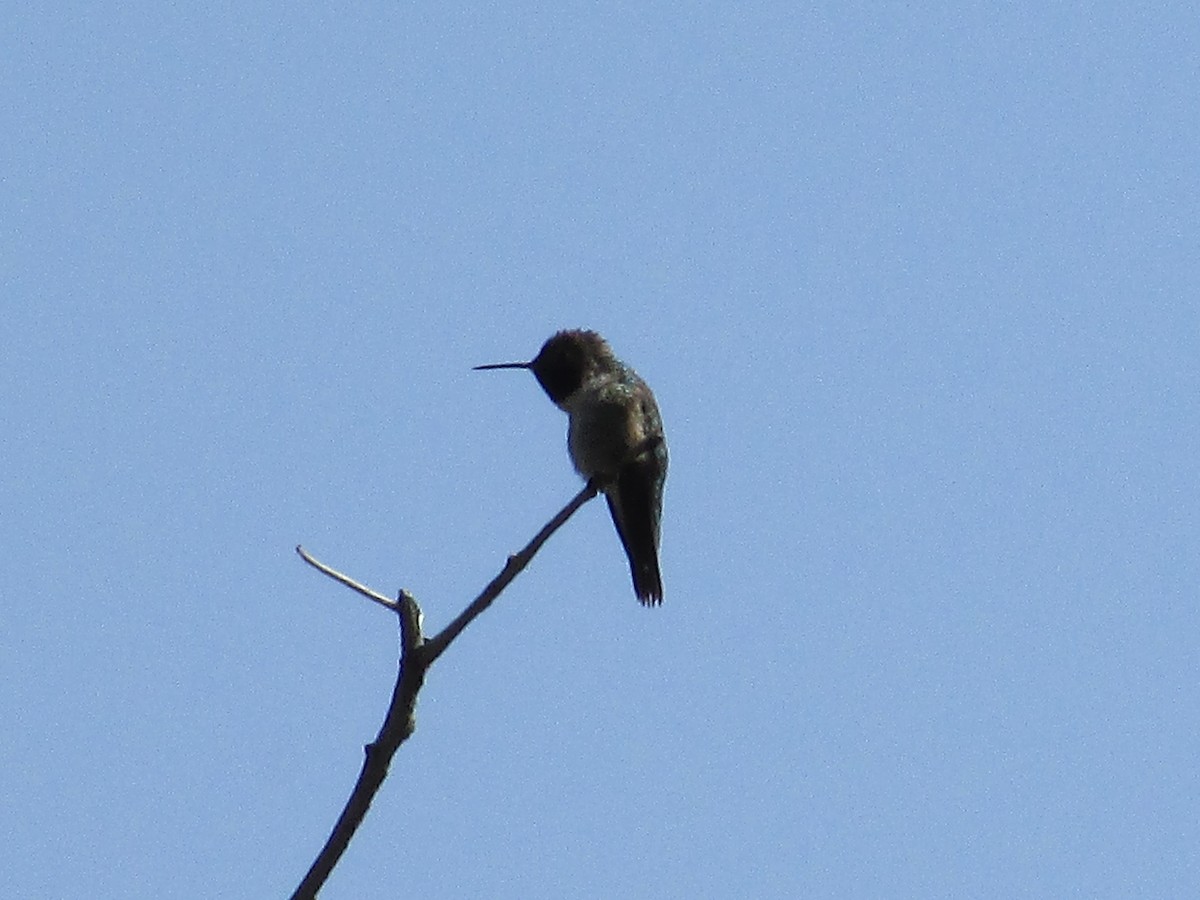 Broad-tailed Hummingbird - ML620091805