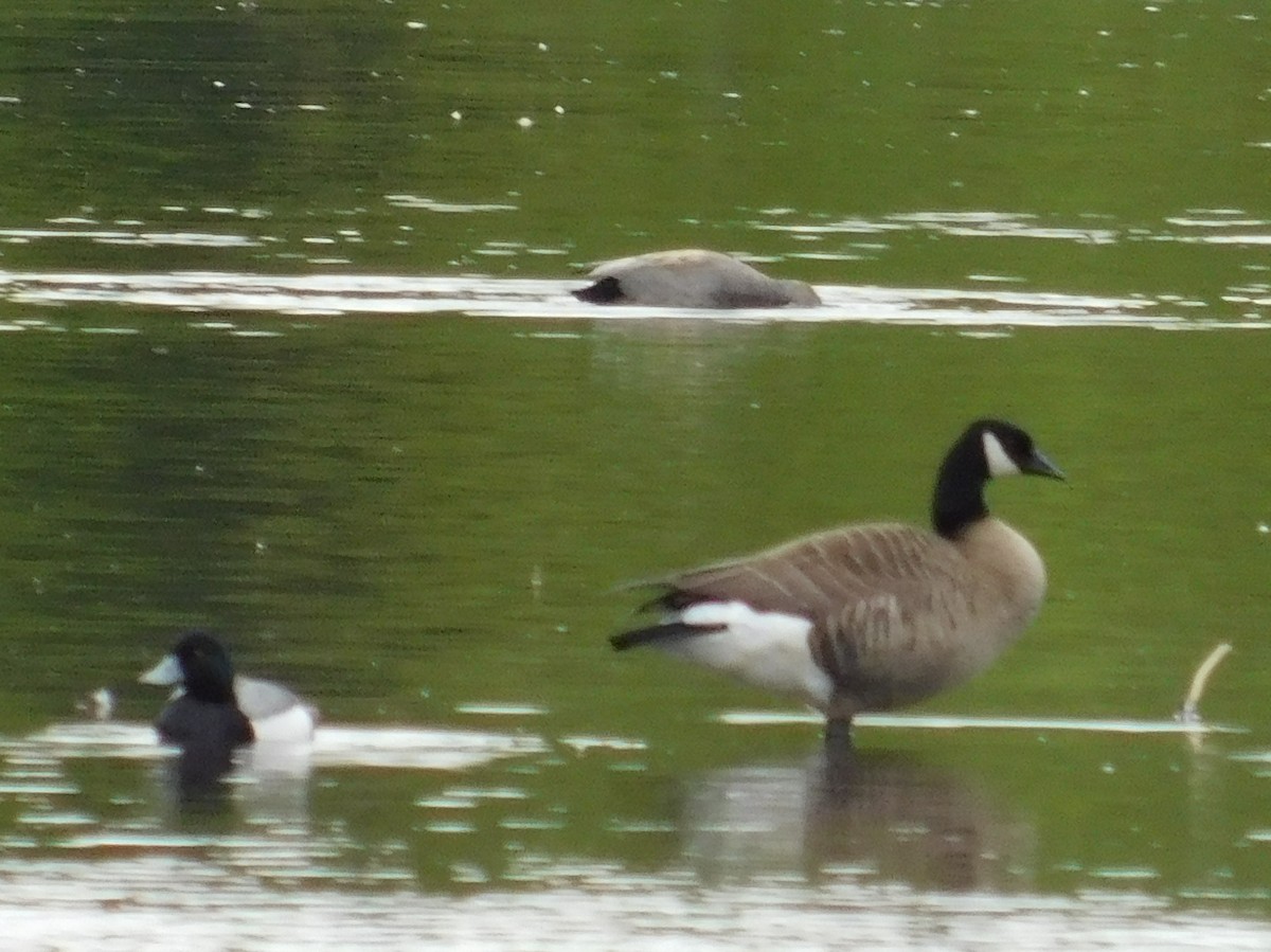 Canada Goose - ML620091806