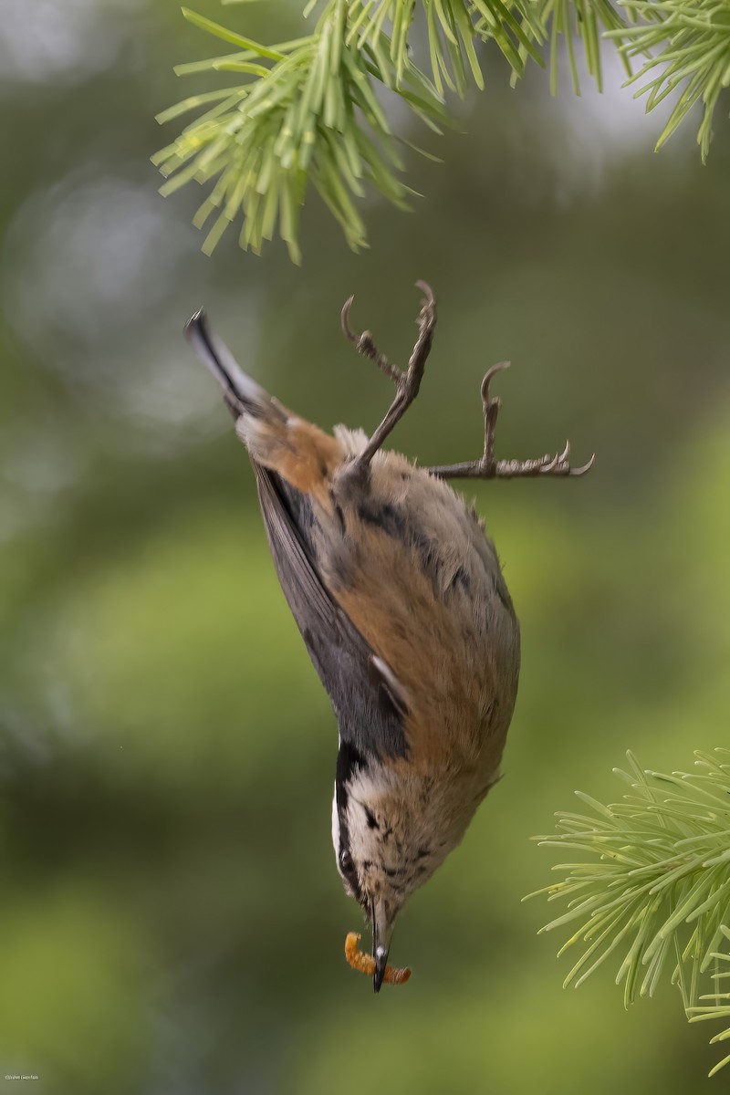 Red-breasted Nuthatch - ML620091807