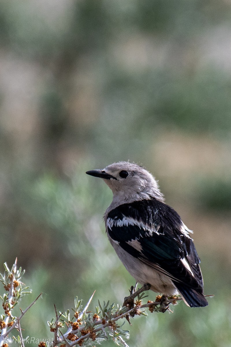 Daurian Starling - ML620091815