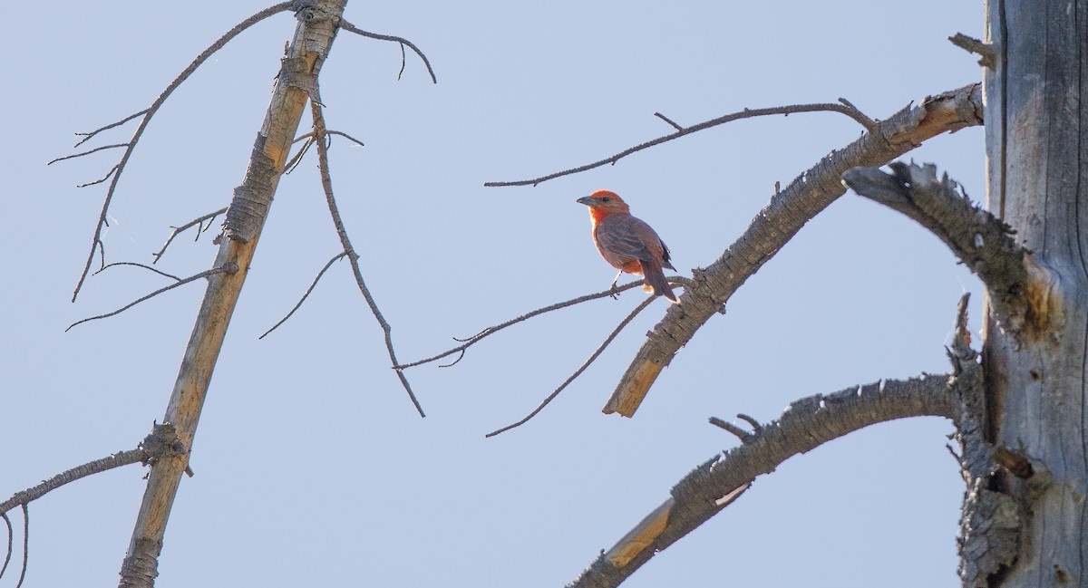 Hepatic Tanager (Northern) - ML620091839
