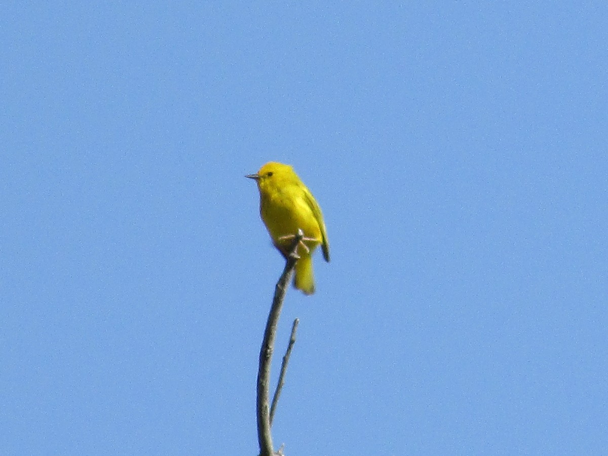 Yellow Warbler - ML620091841