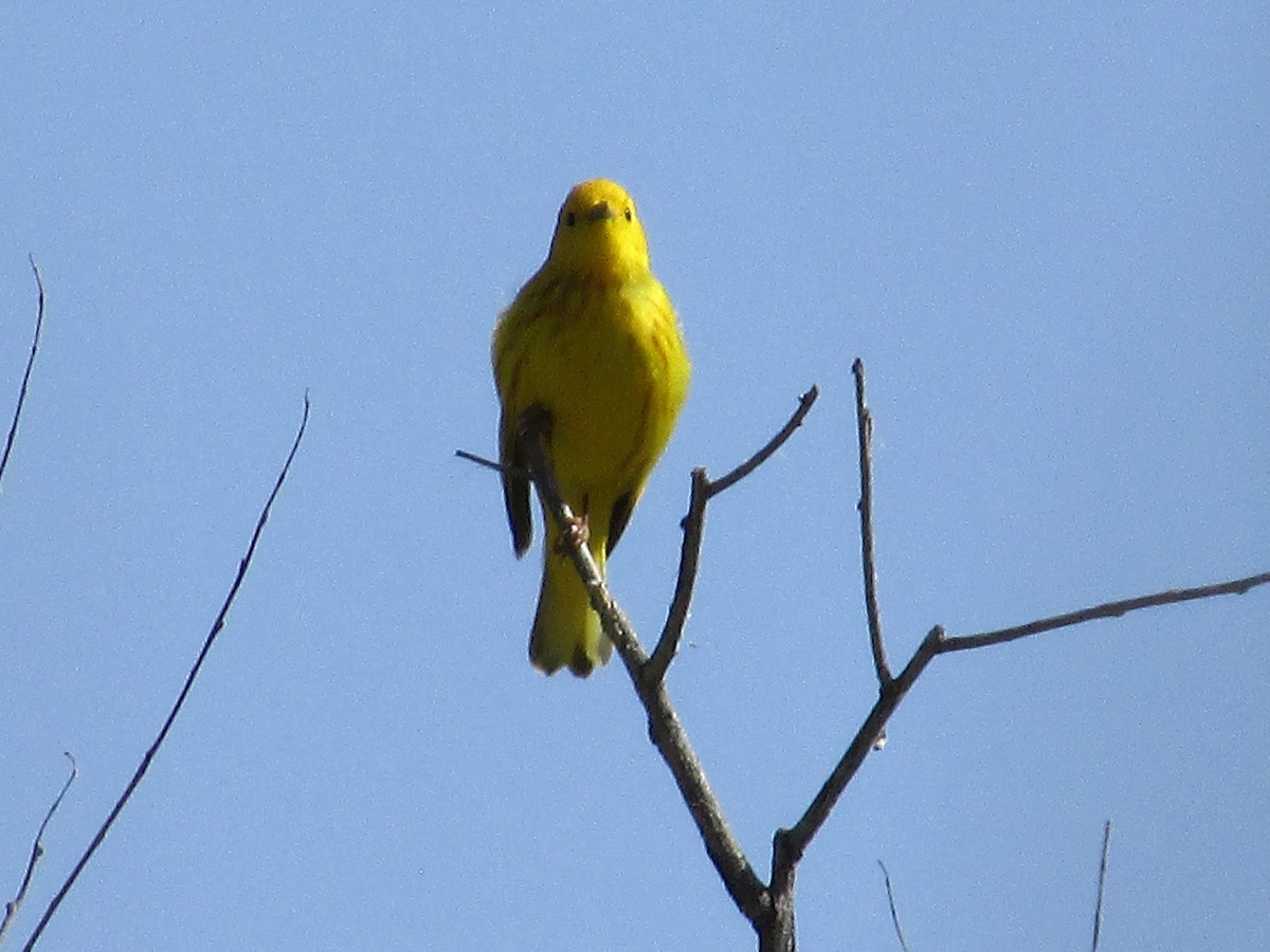 Yellow Warbler - ML620091843
