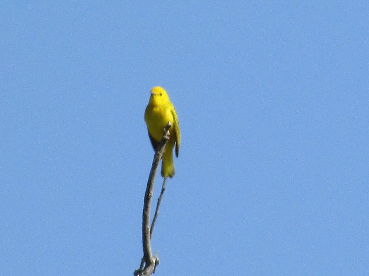 Yellow Warbler - ML620091844