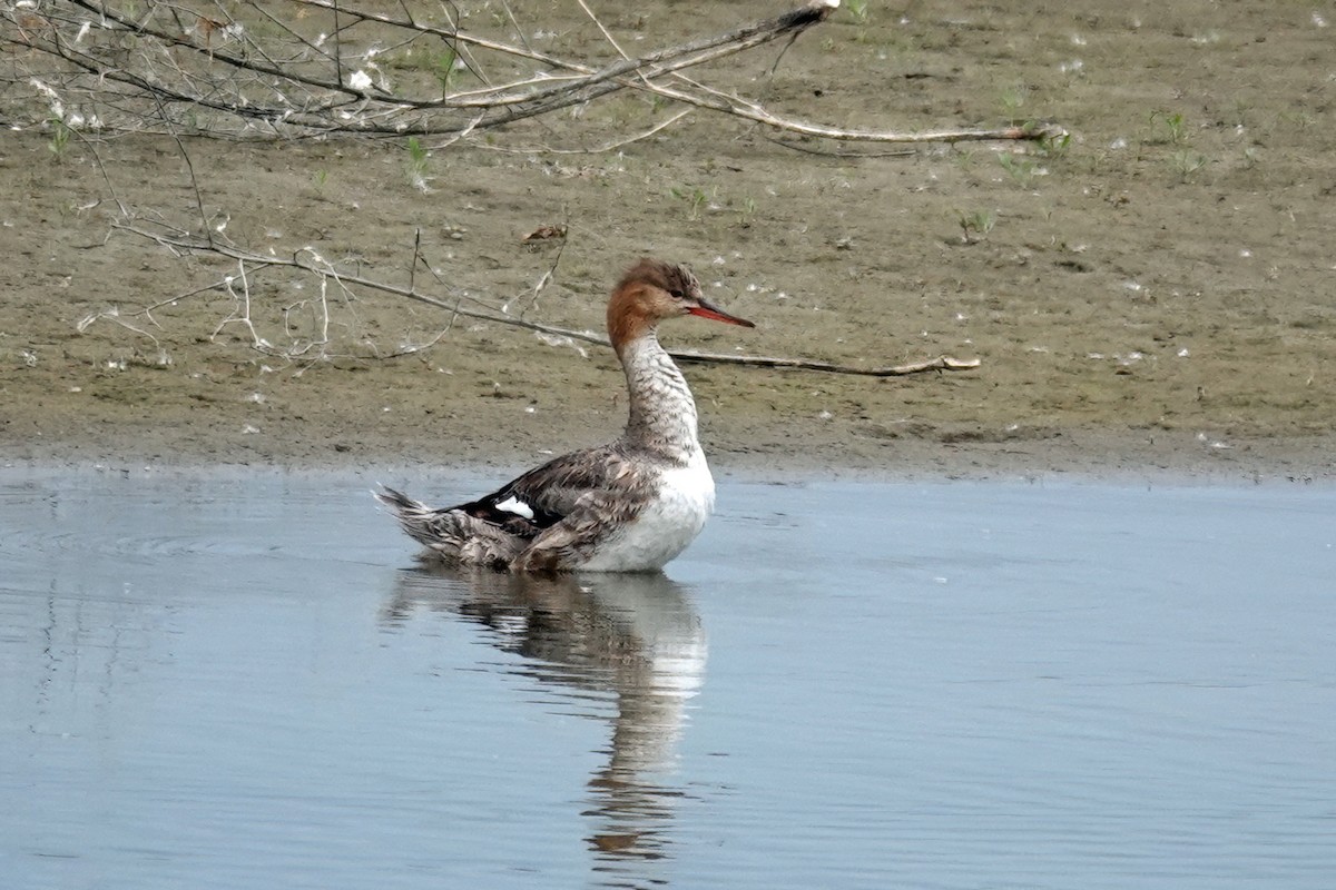 Red-breasted Merganser - ML620091876