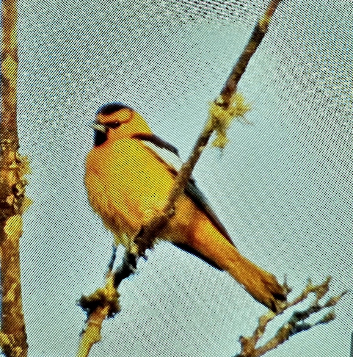 Bullock's Oriole - ML620091882