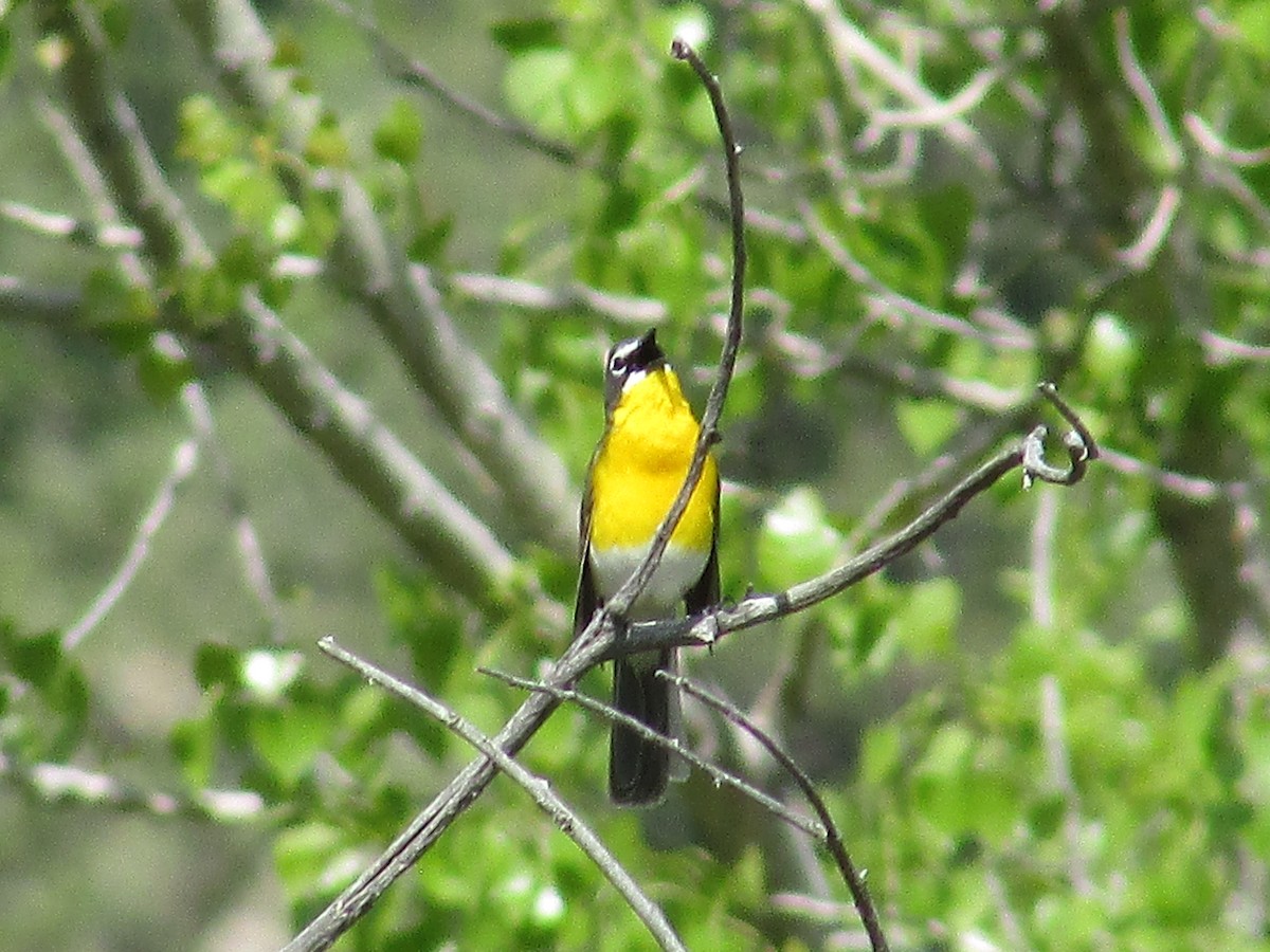 Yellow-breasted Chat - ML620091887