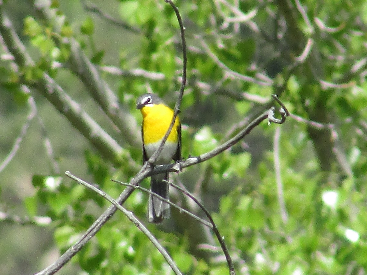 Yellow-breasted Chat - ML620091888