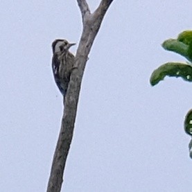 Gray-capped Pygmy Woodpecker - ML620091894
