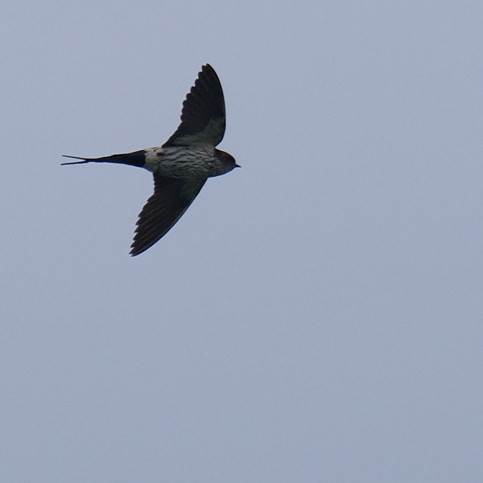 Striated Swallow - ML620091900