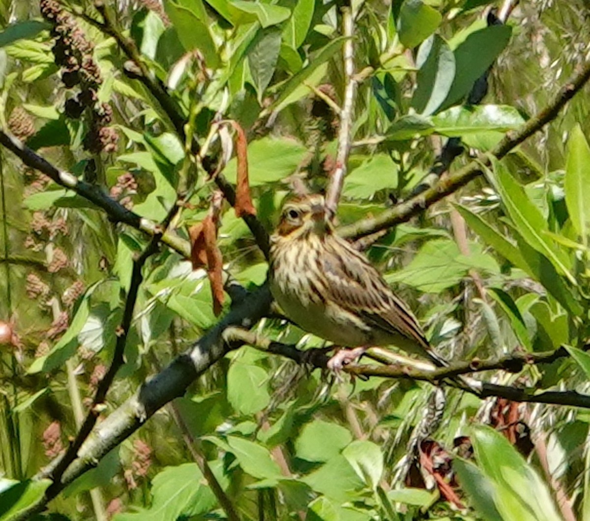 Savannah Sparrow - ML620091912
