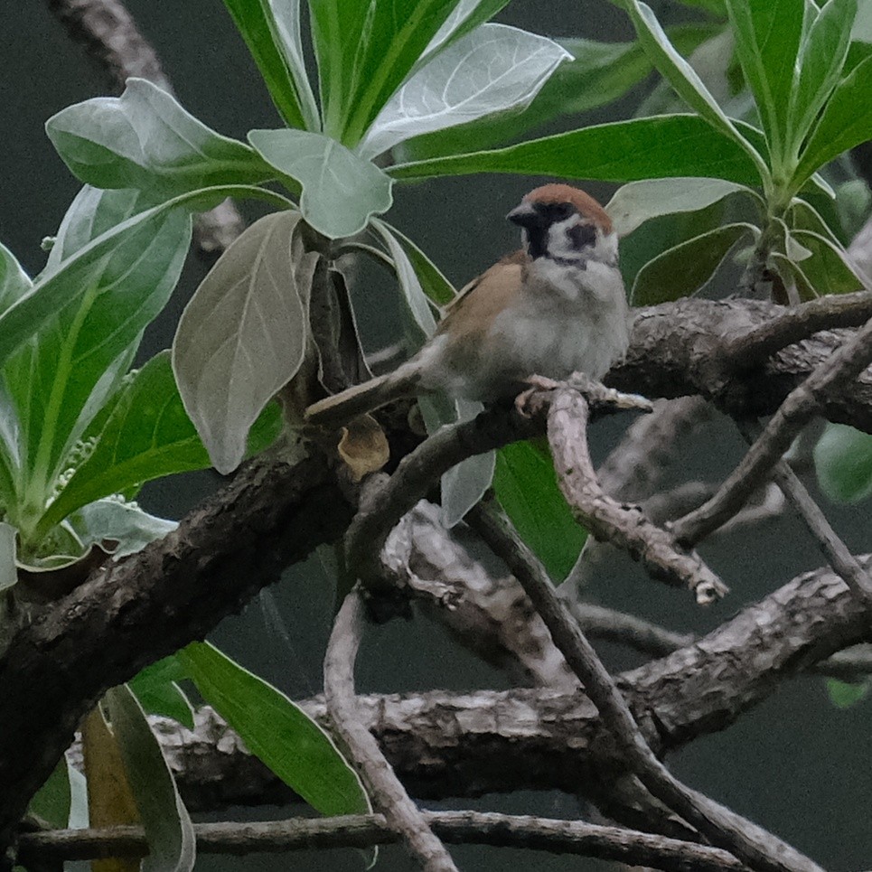 Eurasian Tree Sparrow - ML620091914