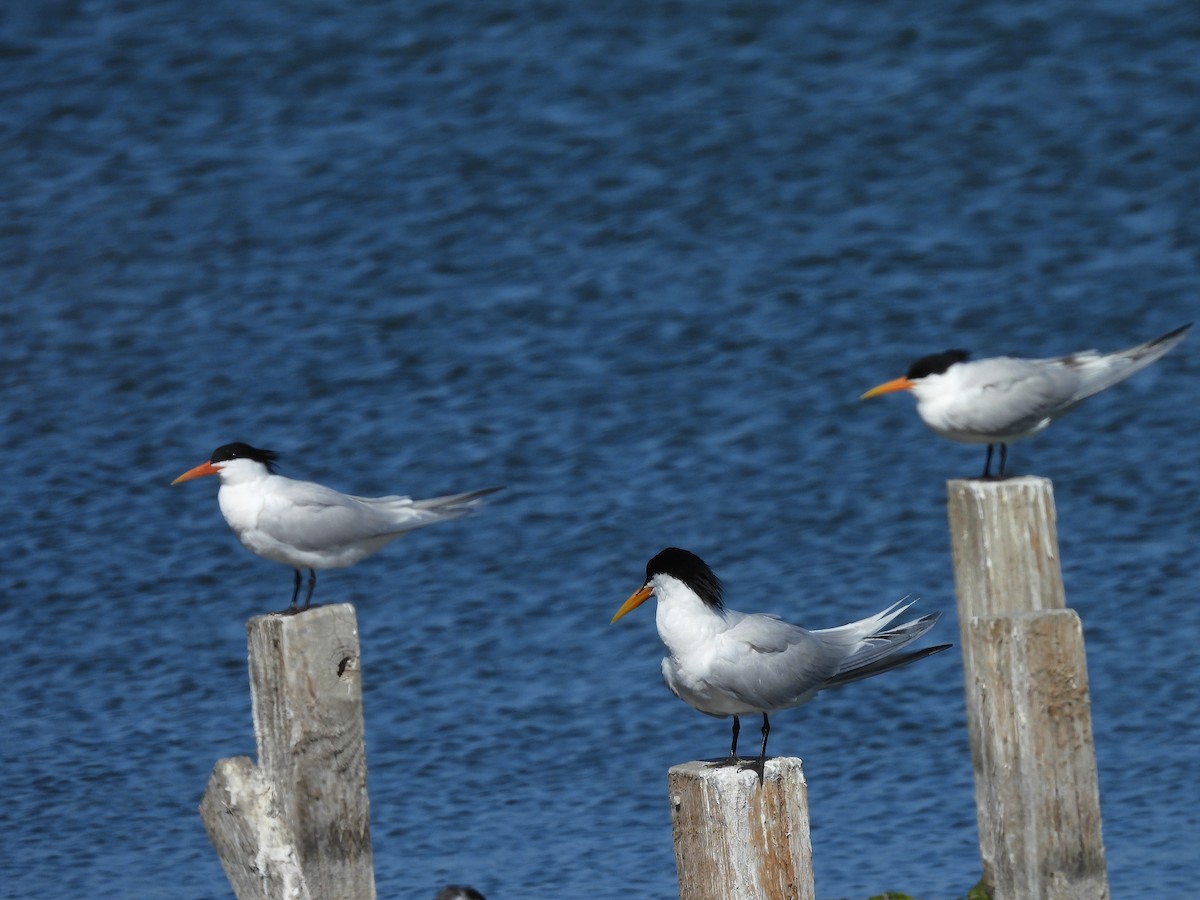 Elegant Tern - ML620091916