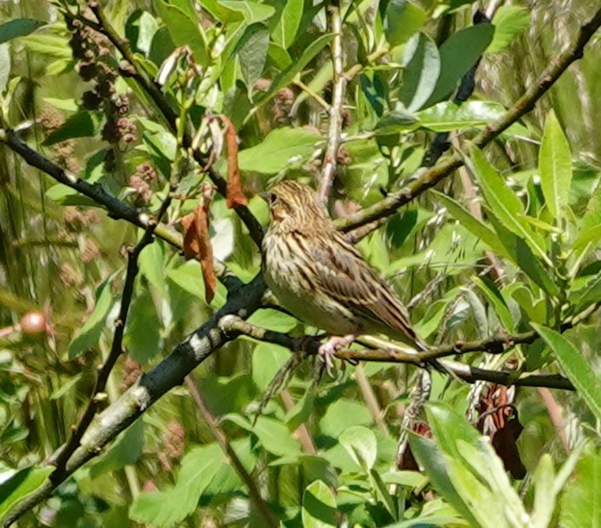 Savannah Sparrow - ML620091917