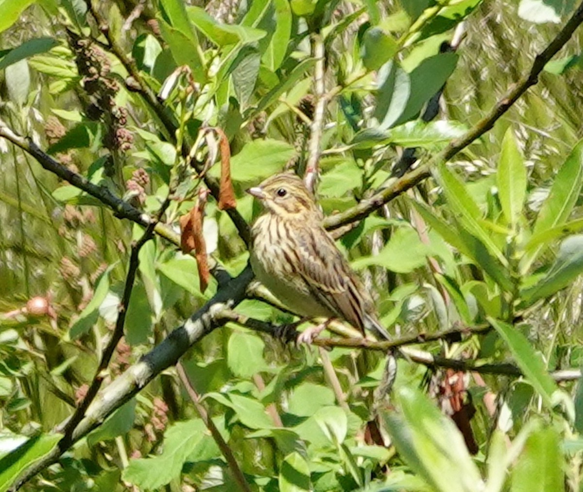 Savannah Sparrow - ML620091919