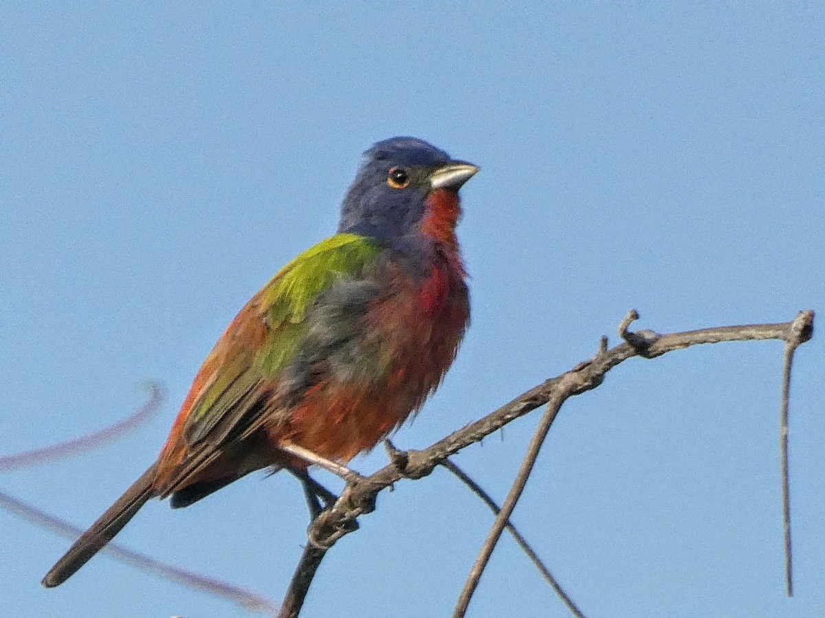 Painted Bunting - ML620091925