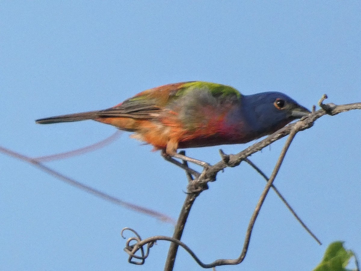 Painted Bunting - ML620091928