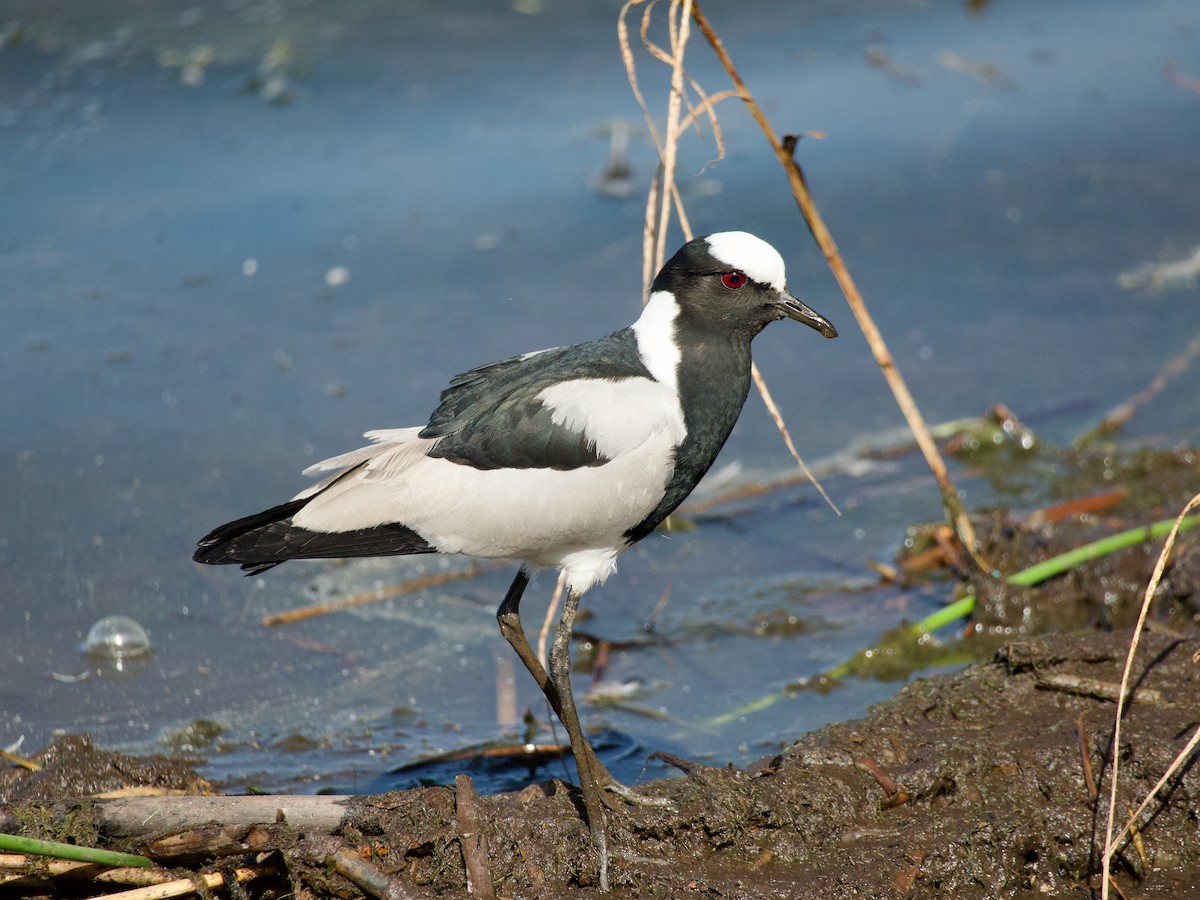 Blacksmith Lapwing - ML620091931