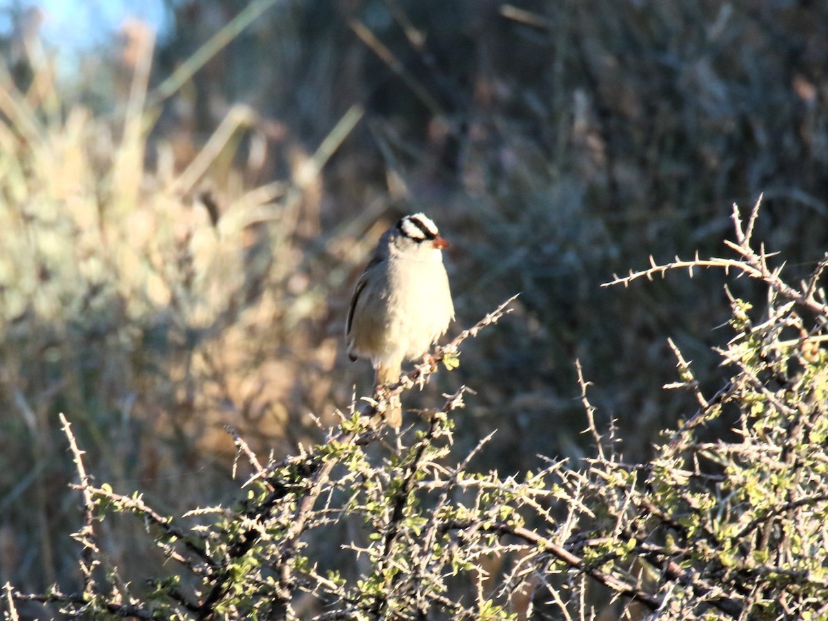 White-crowned Sparrow (oriantha) - ML620091949