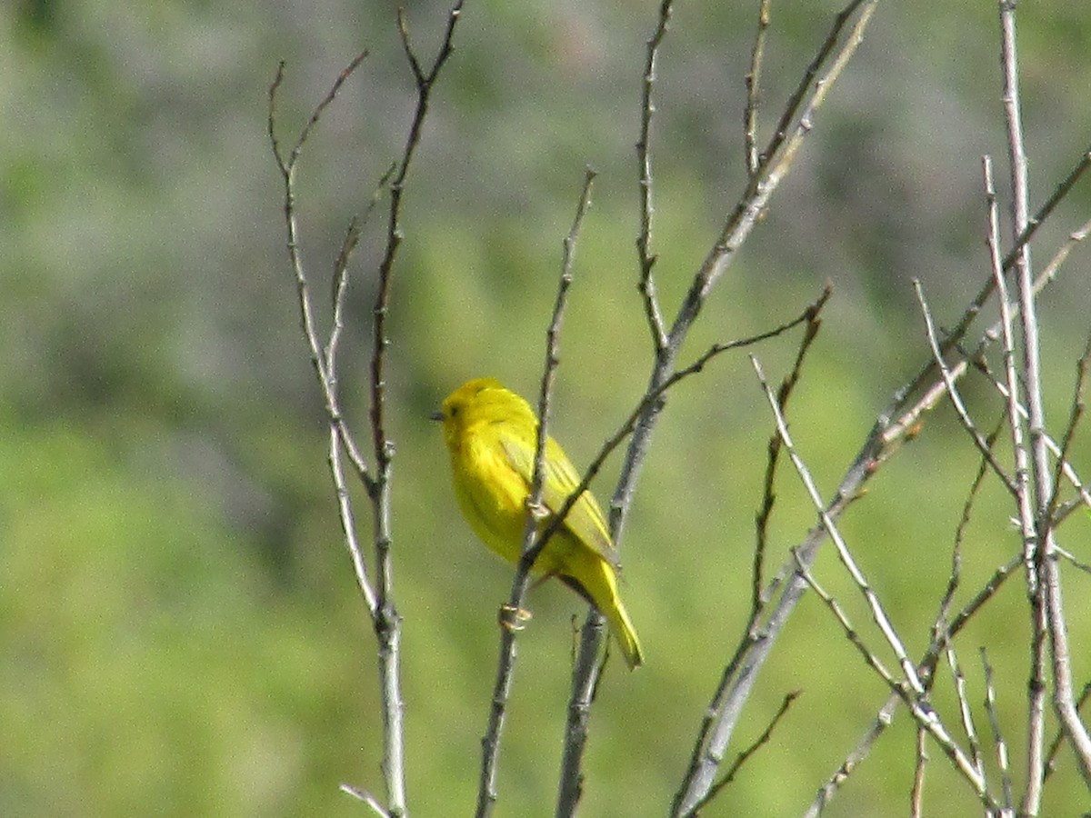 Yellow Warbler - ML620091952