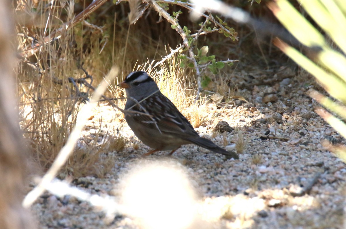 White-crowned Sparrow (Gambel's) - ML620091956