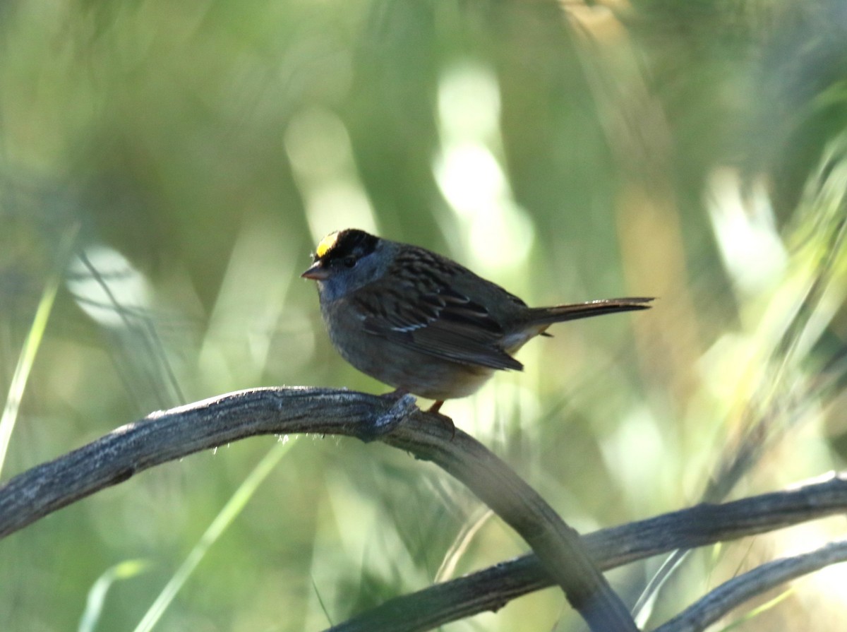 Golden-crowned Sparrow - ML620091957